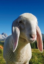 Fototeca Trentino Sviluppo S.p.A.